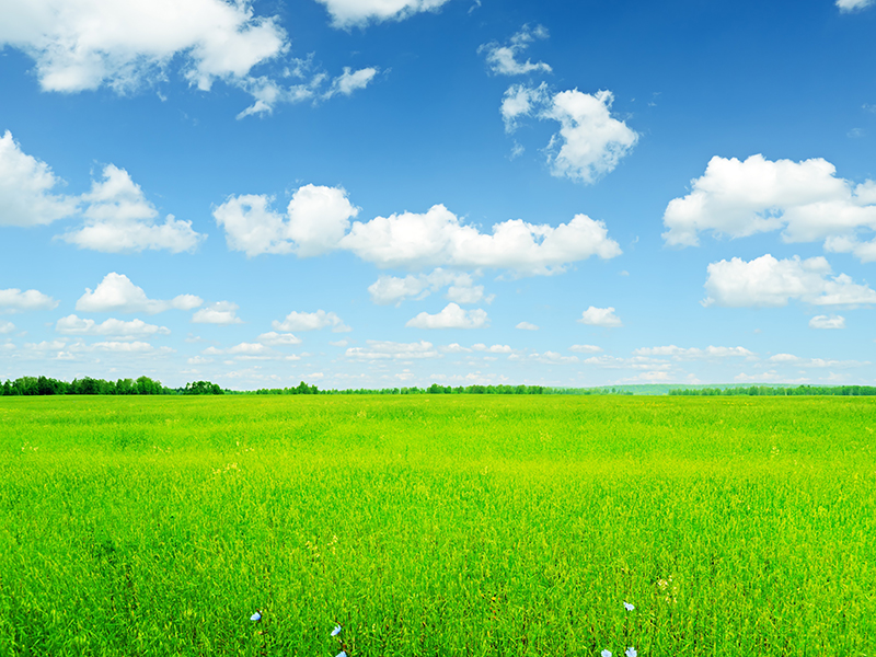 Summer landscape. Sky and green grass.