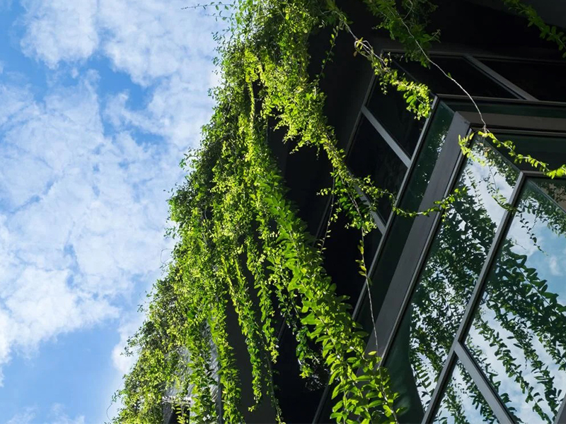 A close-up of a building's windows and greenery.