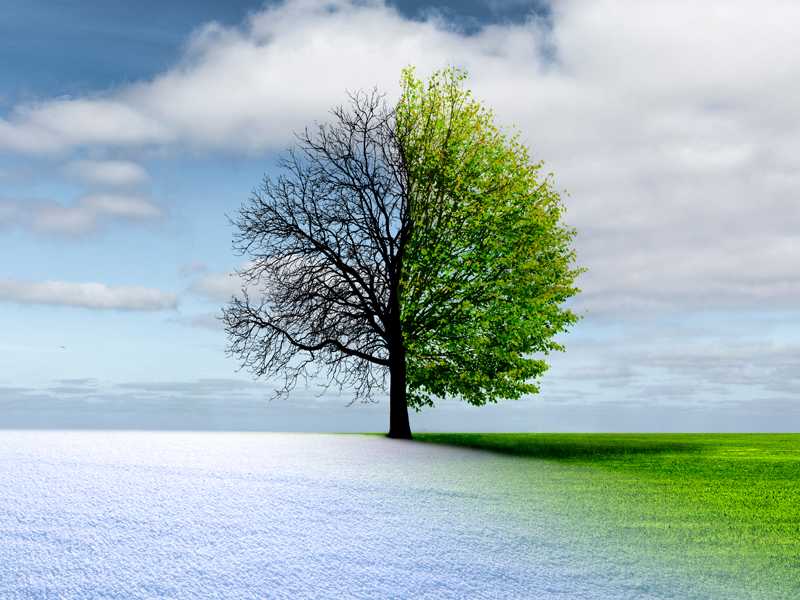 Tree grows in cold and hot atmosphere.