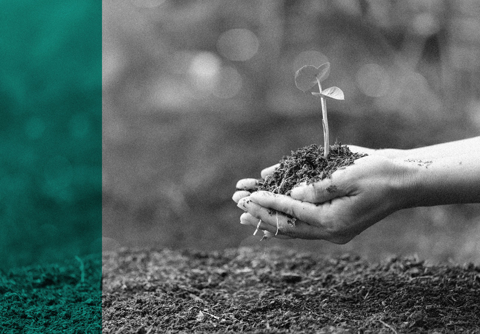 woman's hand with a tree she is planting