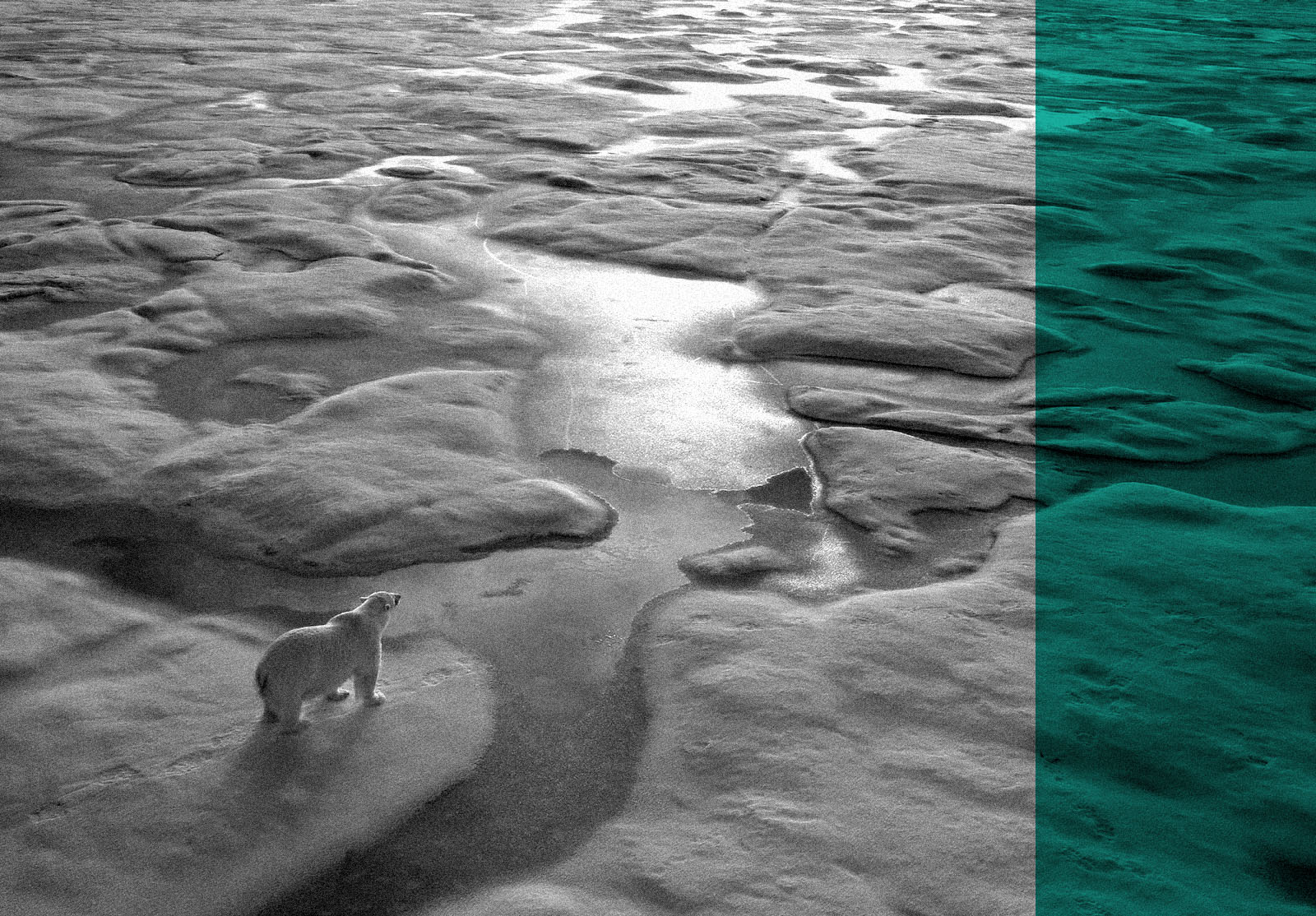 Polar bear on a wide surface of ice in the arctic