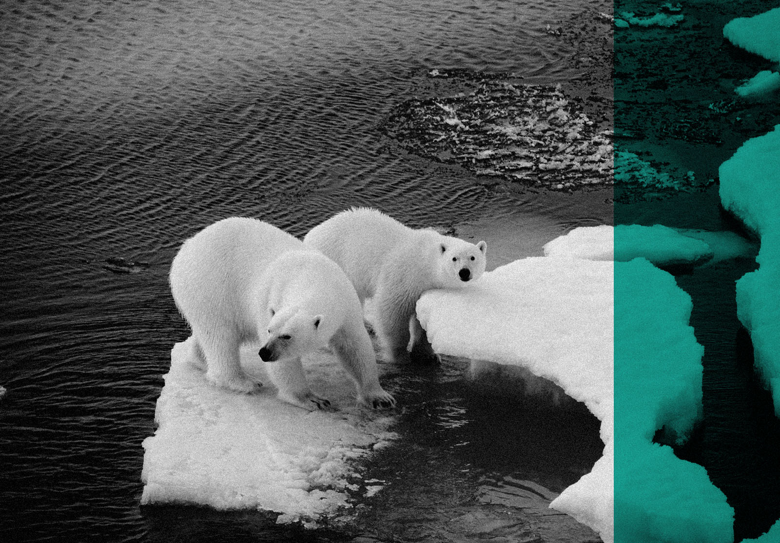 Two polar bears on a small ice floe surrounded by water.