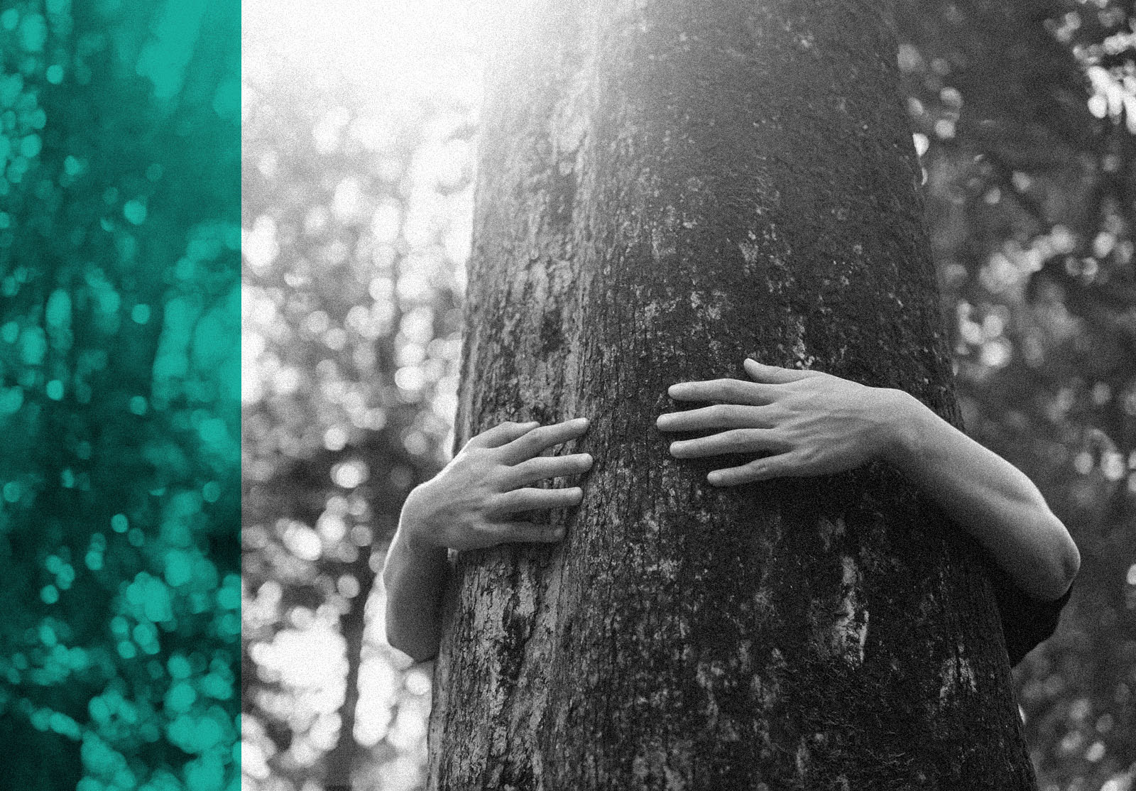 Nature lovers embrace big trees.