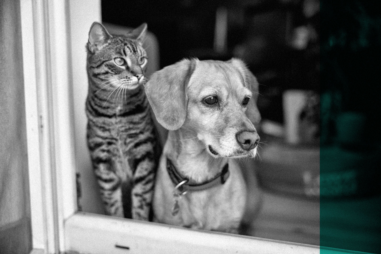 dog and cat as best friends, looking out the window together